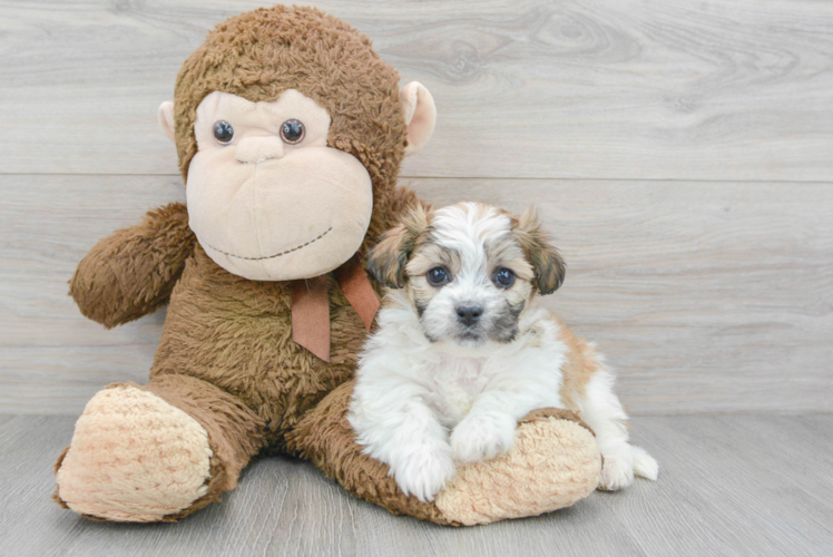 Meet Serenity - our Teddy Bear Puppy Photo 1/3 - Puppy Love PR Popular Teddy Bear Designer Pup