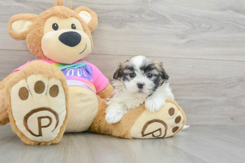 Smart Teddy Bear Designer Pup