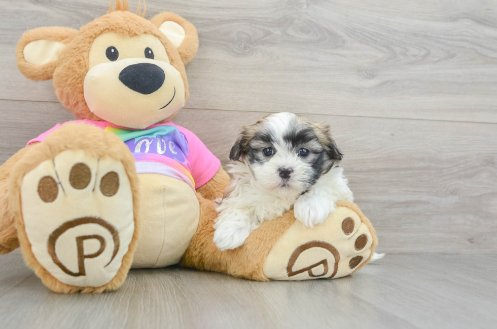 6 week old Teddy Bear Puppy For Sale - Puppy Love PR