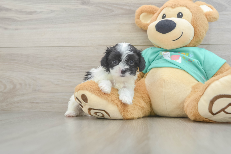 Teddy Bear Pup Being Cute