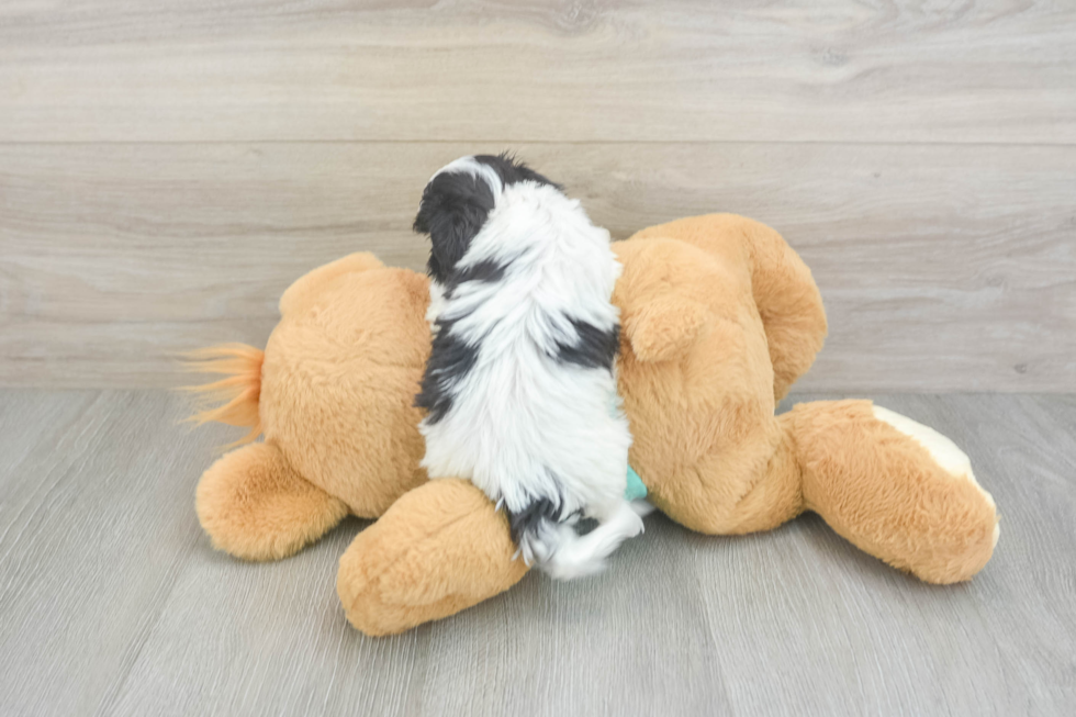 Teddy Bear Pup Being Cute