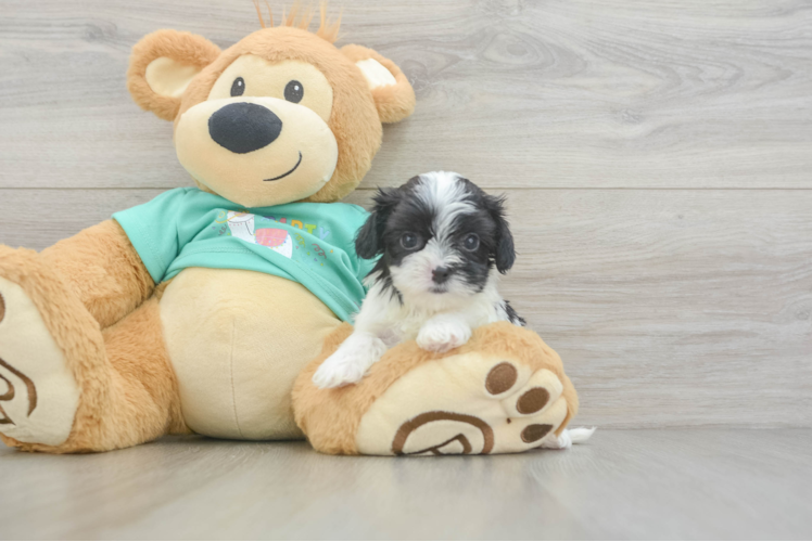 Cute Teddy Bear Baby