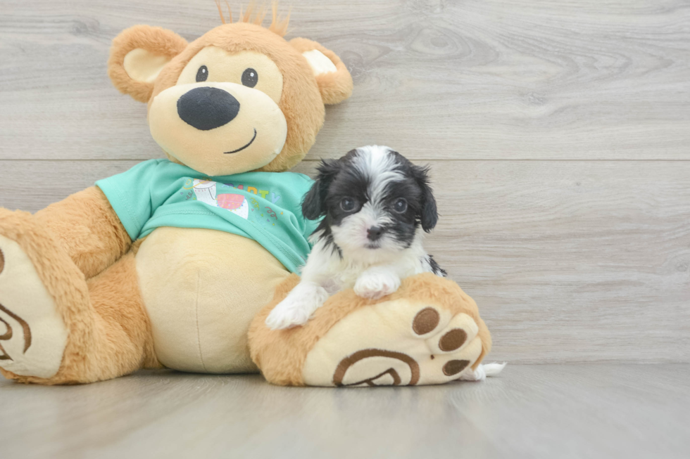 Cute Teddy Bear Baby