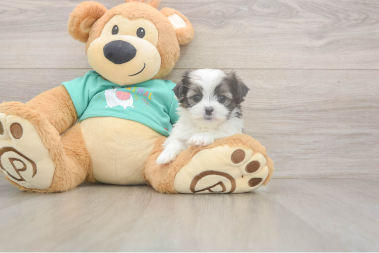 Best Teddy Bear Baby