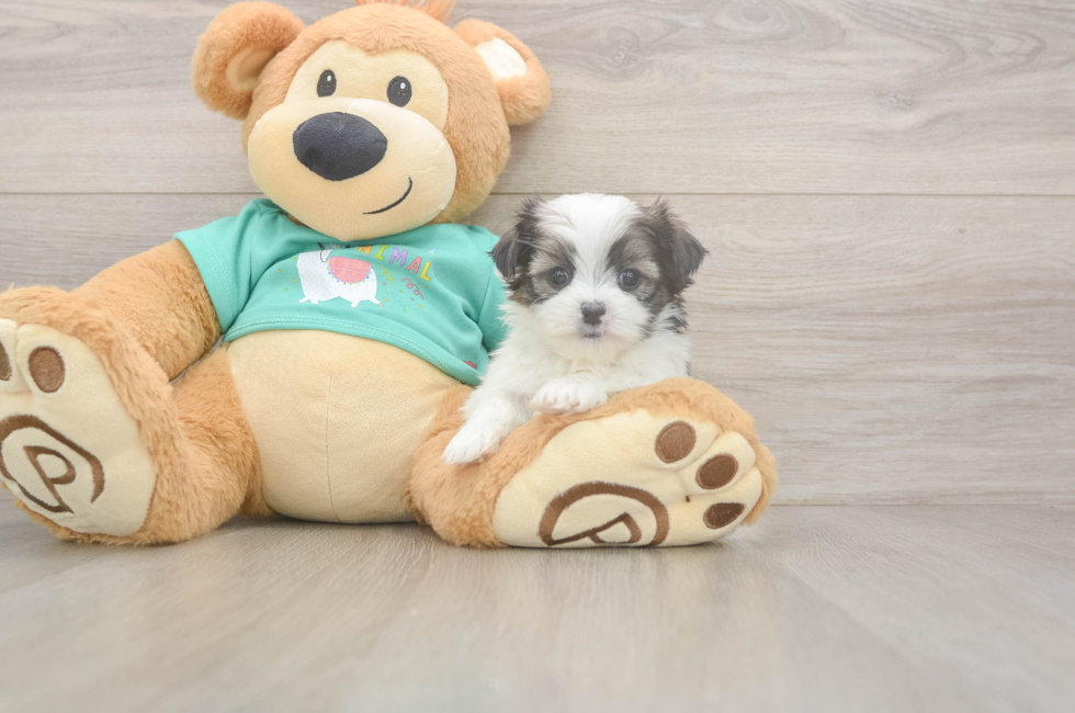 5 week old Teddy Bear Puppy For Sale - Puppy Love PR
