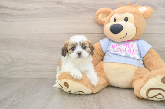 Teddy Bear Puppy for Adoption