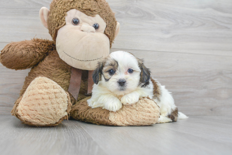 Meet Serenity - our Teddy Bear Puppy Photo 1/3 - Puppy Love PR Teddy Bear Puppy for Adoption