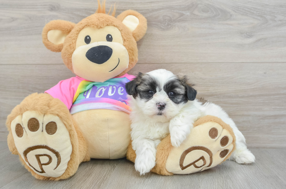 6 week old Teddy Bear Puppy For Sale - Puppy Love PR