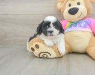 6 week old Teddy Bear Puppy For Sale - Puppy Love PR