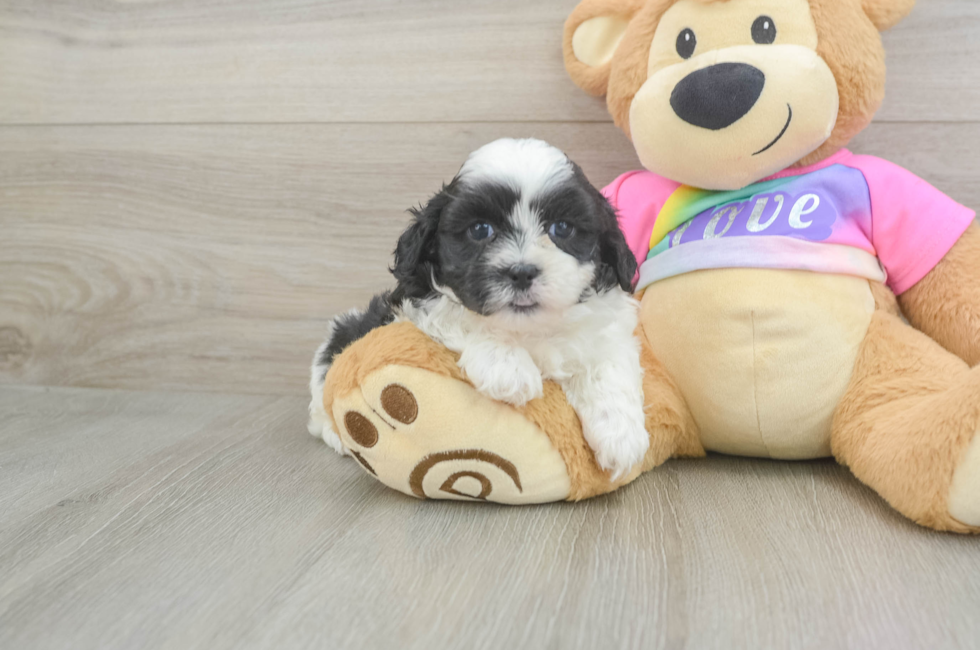 6 week old Teddy Bear Puppy For Sale - Puppy Love PR