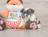 7 week old Teddy Bear Puppy For Sale - Puppy Love PR
