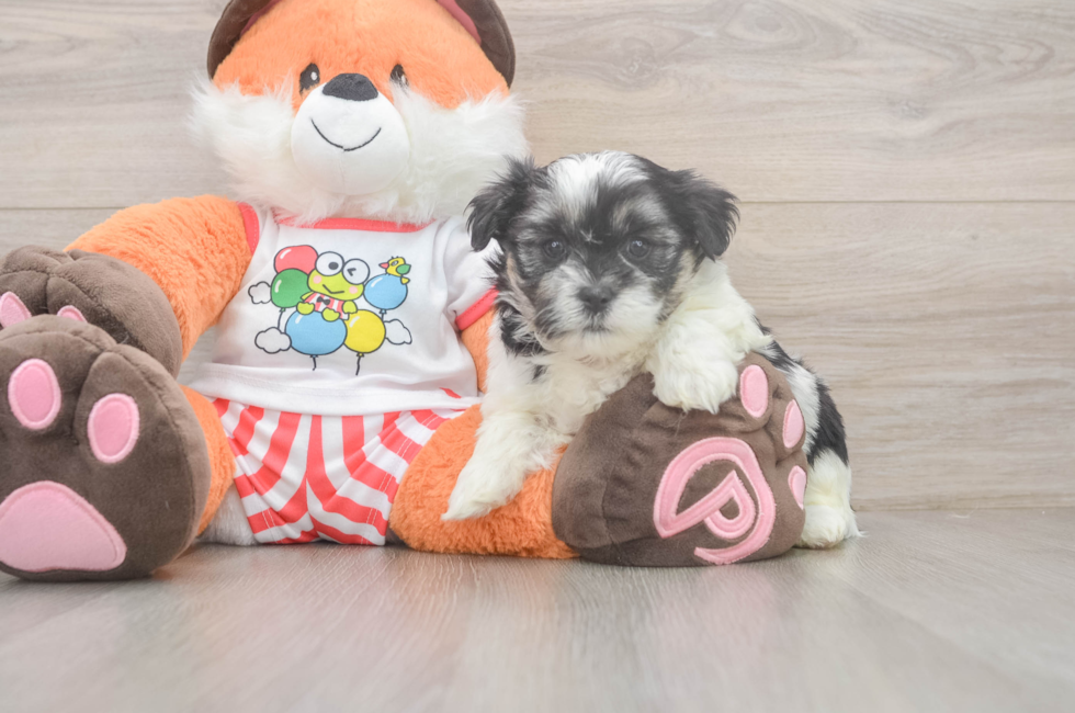 5 week old Teddy Bear Puppy For Sale - Puppy Love PR