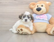 7 week old Teddy Bear Puppy For Sale - Puppy Love PR