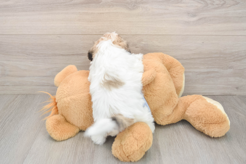 Best Teddy Bear Baby