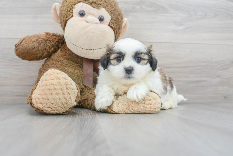 Meet Shane - our Teddy Bear Puppy Photo 1/3 - Puppy Love PR Sweet Teddy Bear Baby