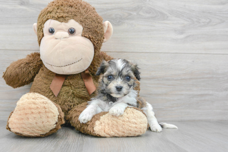 Meet Snuggles - our Teddy Bear Puppy Photo 1/2 - Puppy Love PR Hypoallergenic Shichon Designer Puppy