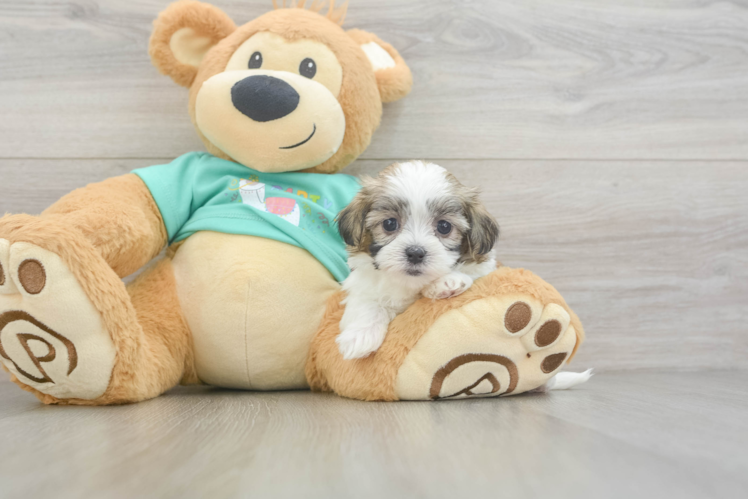 Petite Teddy Bear Designer Pup