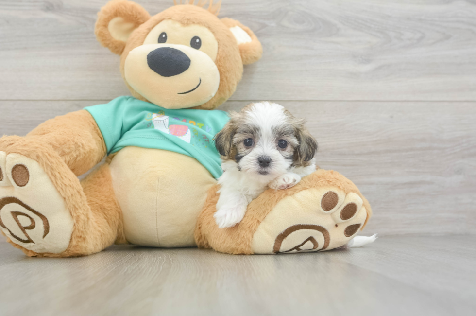 6 week old Teddy Bear Puppy For Sale - Puppy Love PR