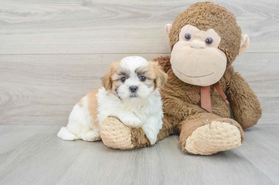 7 week old Teddy Bear Puppy For Sale - Puppy Love PR
