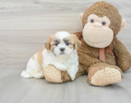 7 week old Teddy Bear Puppy For Sale - Puppy Love PR