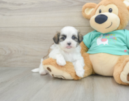 7 week old Teddy Bear Puppy For Sale - Puppy Love PR