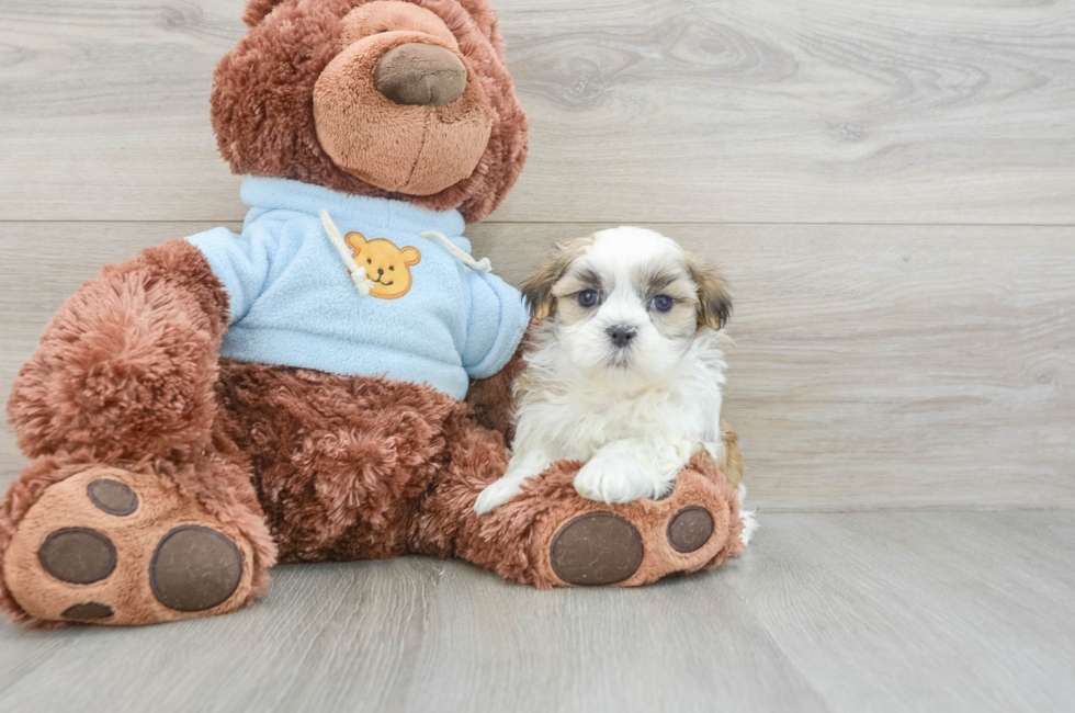 8 week old Teddy Bear Puppy For Sale - Puppy Love PR