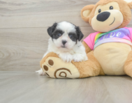 6 week old Teddy Bear Puppy For Sale - Puppy Love PR