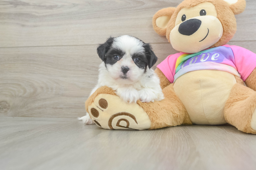 6 week old Teddy Bear Puppy For Sale - Puppy Love PR