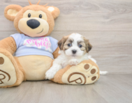 8 week old Teddy Bear Puppy For Sale - Puppy Love PR