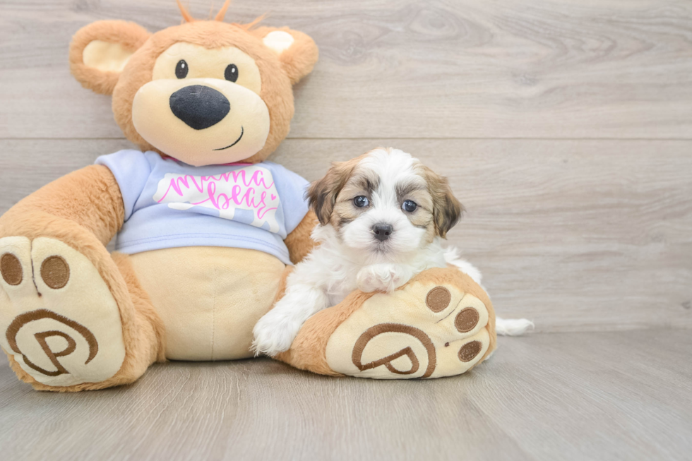 Teddy Bear Pup Being Cute