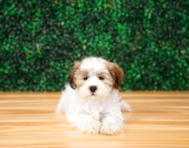 10 week old Teddy Bear Puppy For Sale - Puppy Love PR