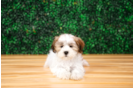 Cute Teddy Bear Designer Pup