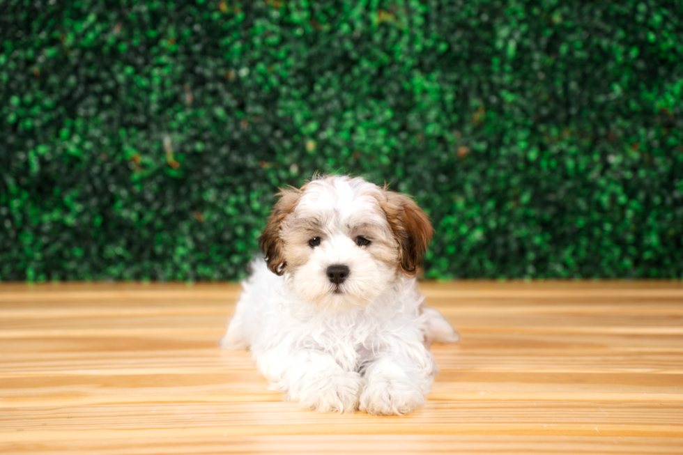 Cute Teddy Bear Designer Pup