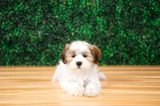 Cute Teddy Bear Designer Pup
