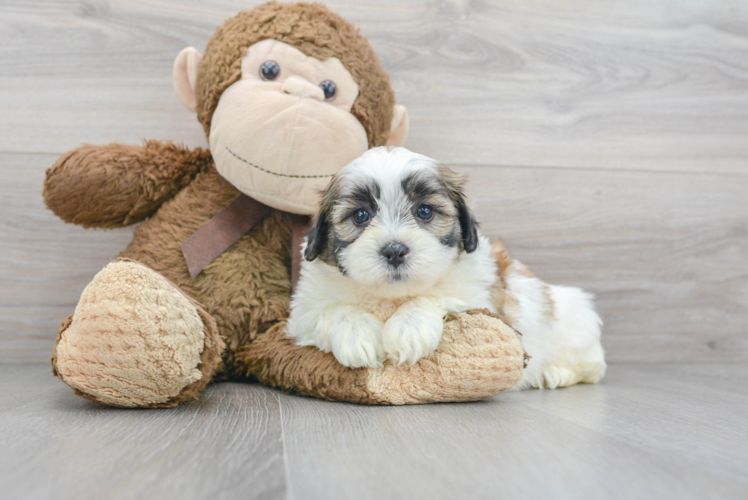 Meet Sosa - our Teddy Bear Puppy Photo 1/3 - Puppy Love PR Popular Teddy Bear Designer Pup