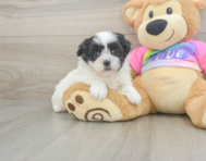 6 week old Teddy Bear Puppy For Sale - Puppy Love PR