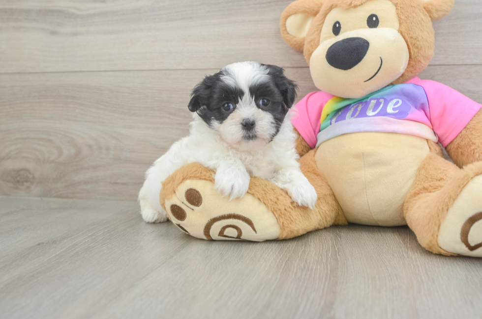 6 week old Teddy Bear Puppy For Sale - Puppy Love PR