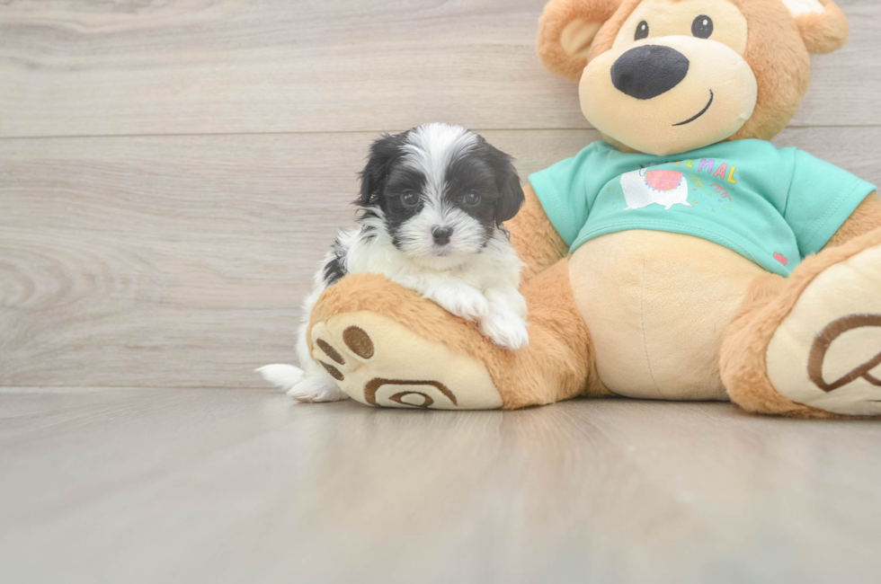 5 week old Teddy Bear Puppy For Sale - Puppy Love PR