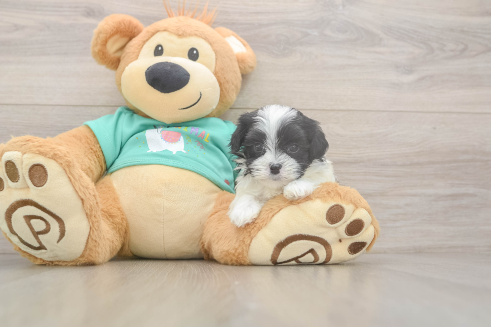 Teddy Bear Pup Being Cute