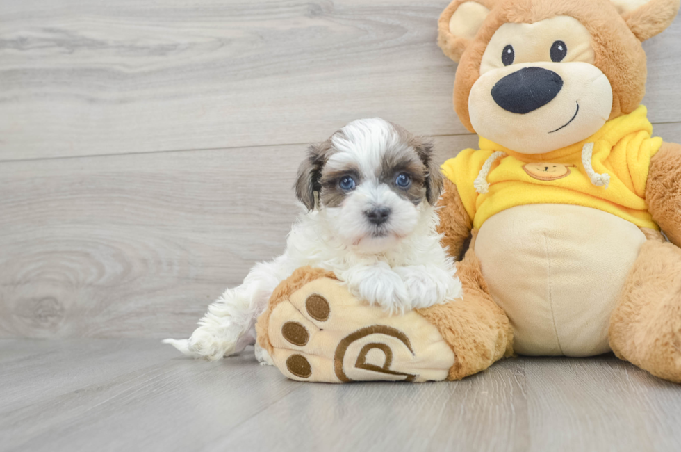 10 week old Teddy Bear Puppy For Sale - Puppy Love PR