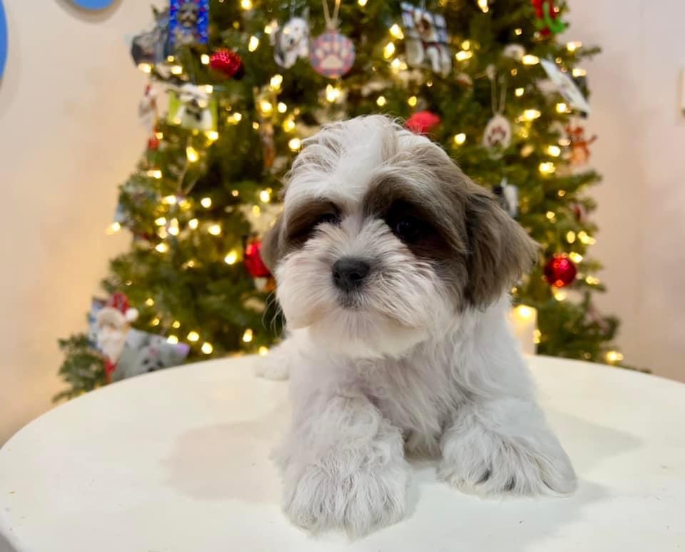 Cute Teddy Bear Baby