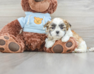 10 week old Teddy Bear Puppy For Sale - Puppy Love PR