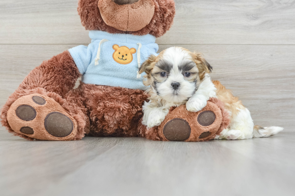 8 week old Teddy Bear Puppy For Sale - Puppy Love PR