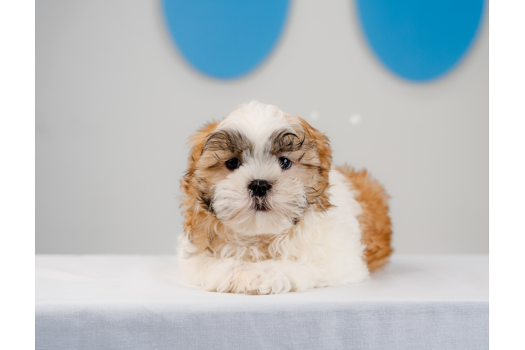 Teddy Bear Puppy for Adoption