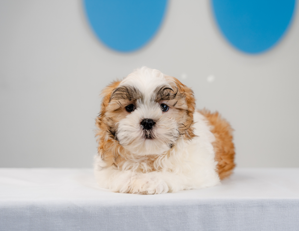 Teddy Bear Puppy for Adoption