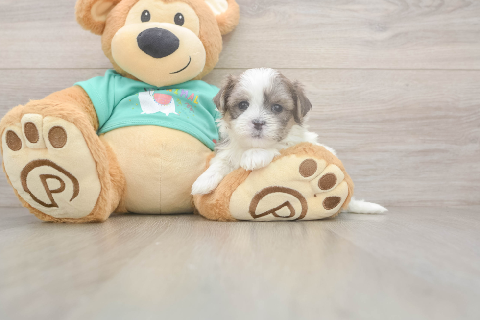 Popular Teddy Bear Designer Pup