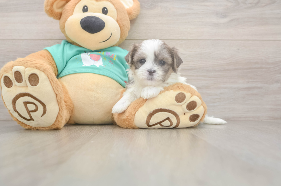 5 week old Teddy Bear Puppy For Sale - Puppy Love PR