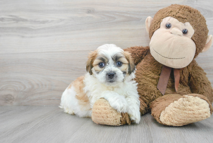 Fluffy Teddy Bear Designer Pup