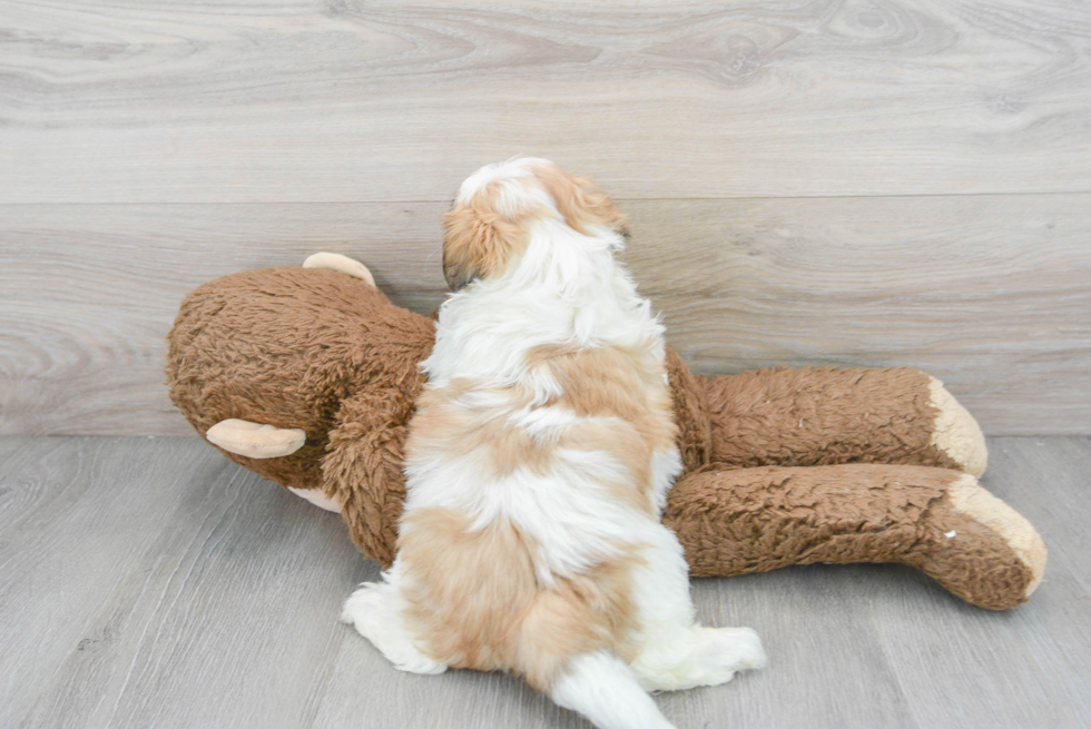 Teddy Bear Puppy for Adoption