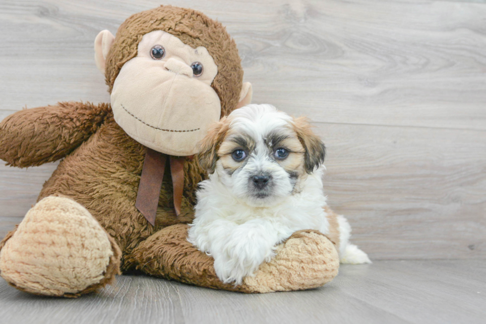 Friendly Teddy Bear Baby